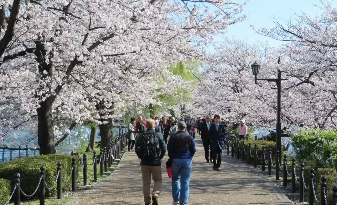 hanami season dates