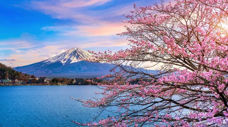 Japan cherry blossom forecast