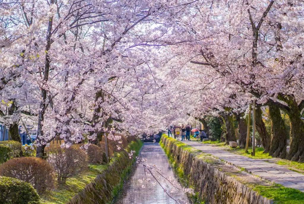best time to see sakura in Japan