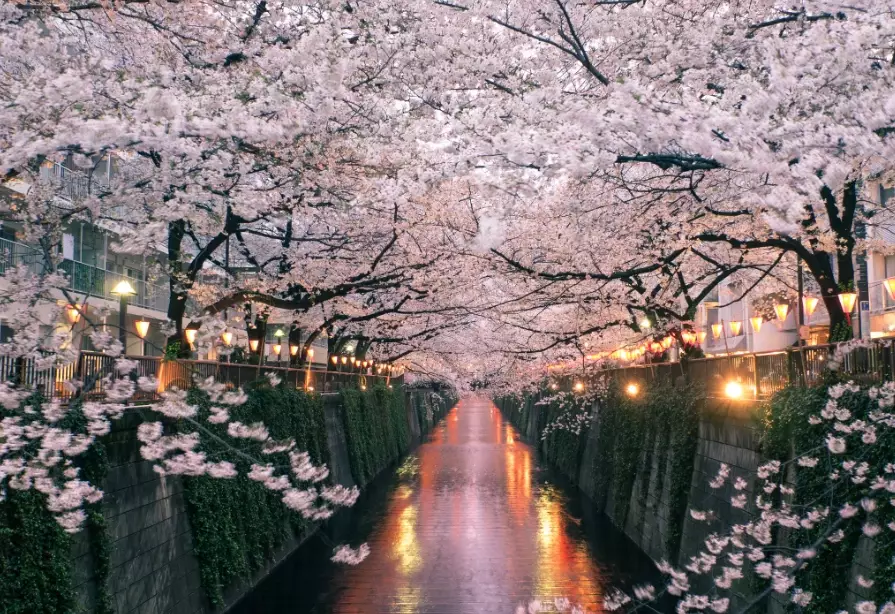 Japan cherry blossom forecast