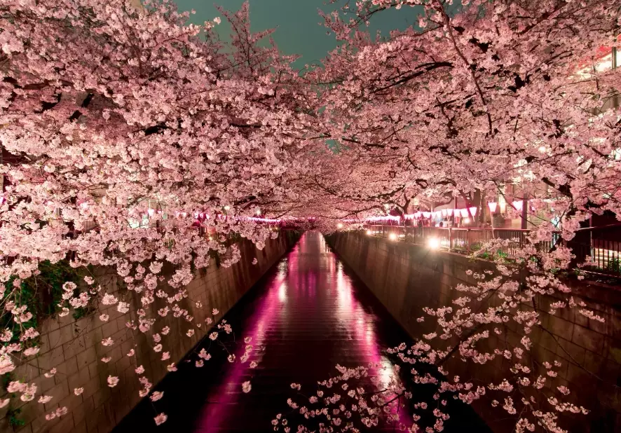 japan cherry blossom season